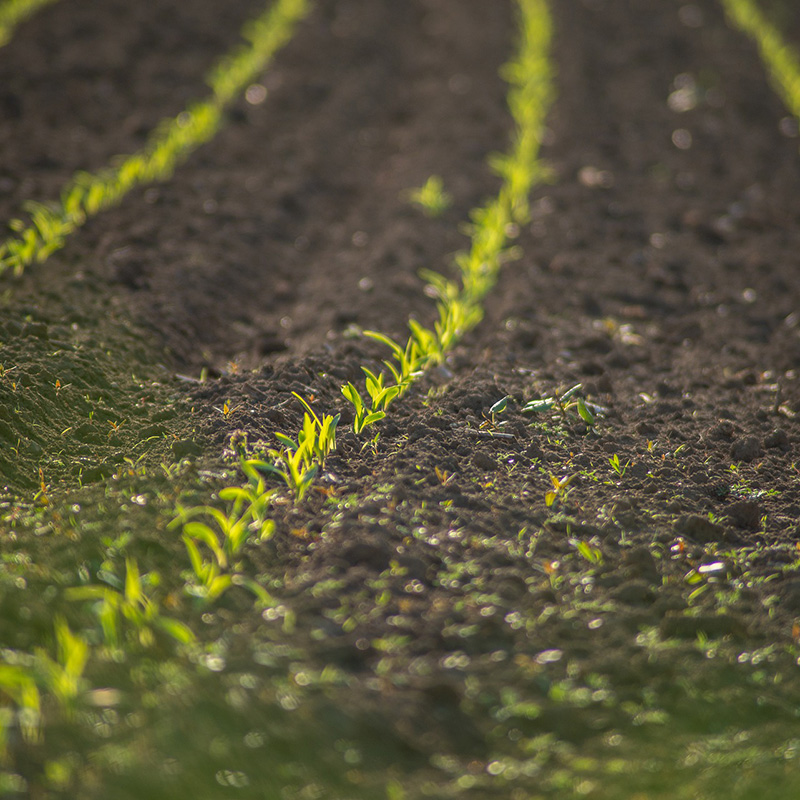 Yield Consortium